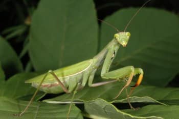 mantis-religiosa-espacepourlavie-ca