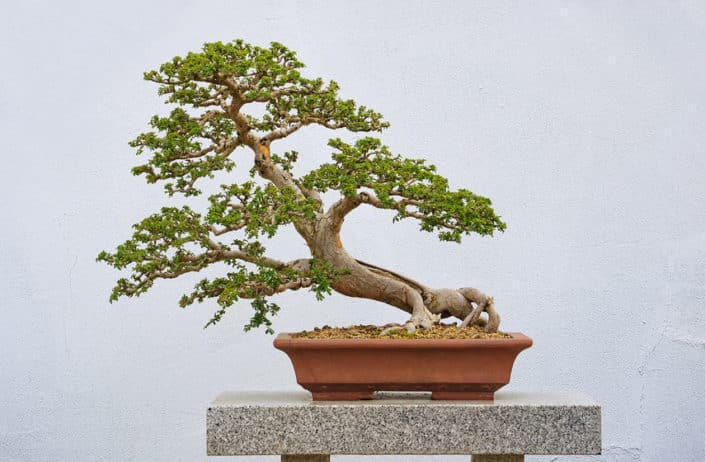 50498304 – 105 year old chinese elm in a bonzai garden