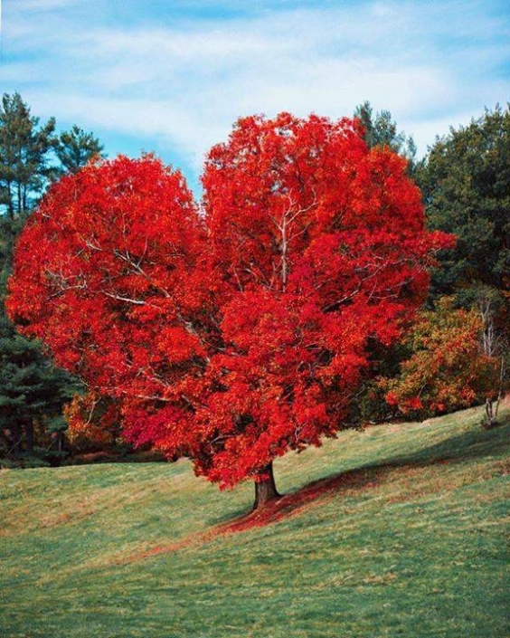 arbre coeur