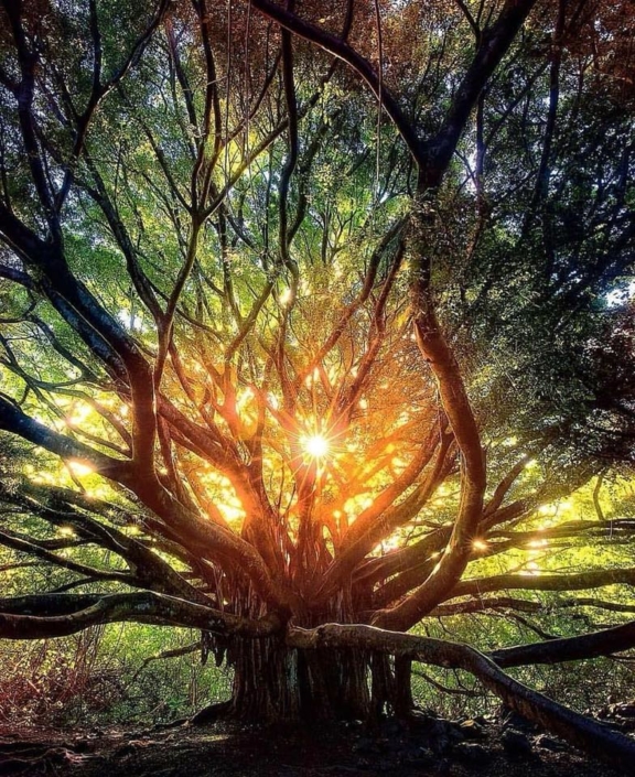 arbre lumiere