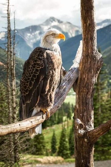 aigle