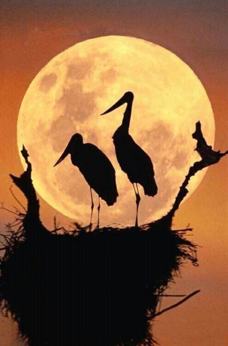 lune pleine, hérons