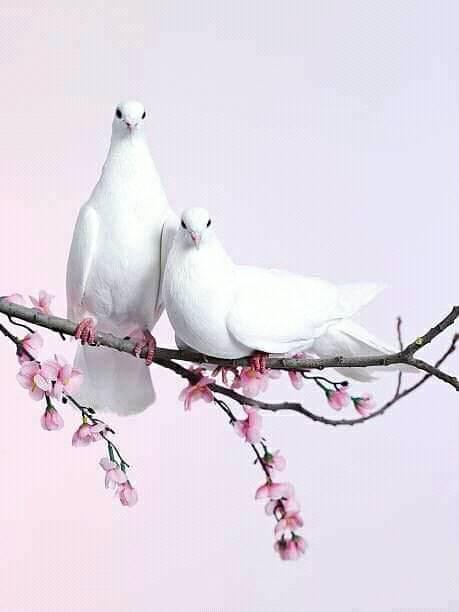 colombe paix