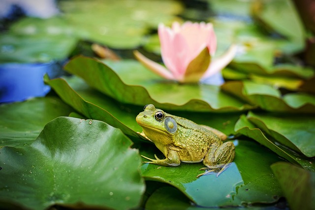 bull-frog-2526024_640