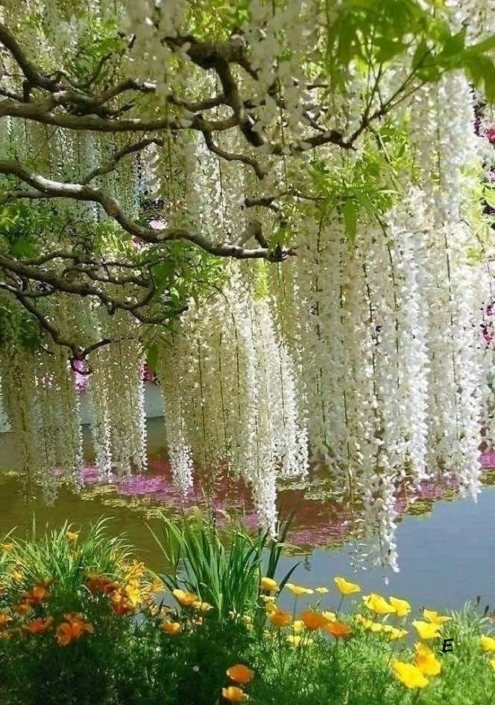 glicine blanche