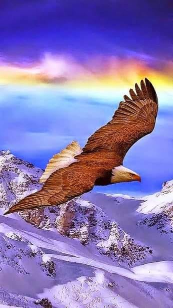 aigle vol