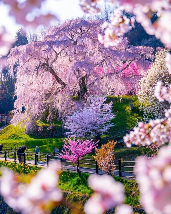 arbres