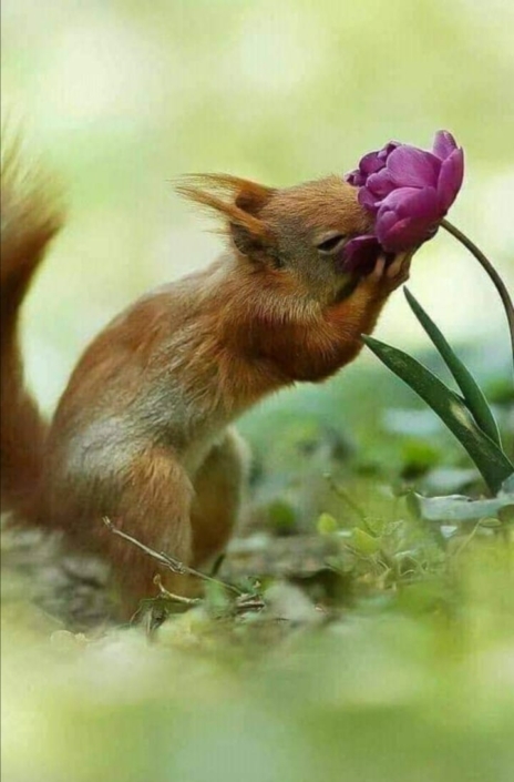 ecureuil sent une fleur