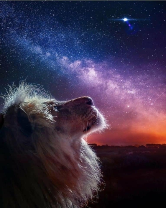 lion étoile soir