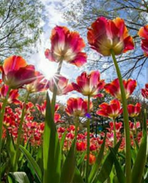 tulipes