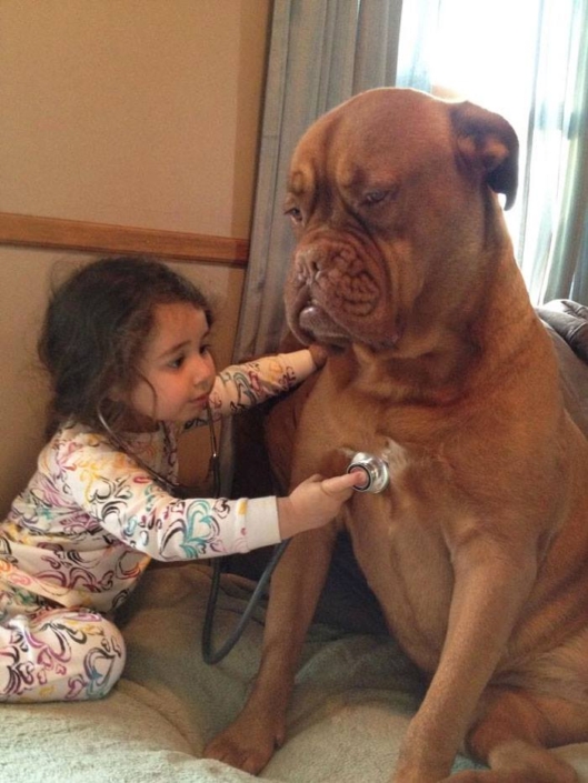 soin chien